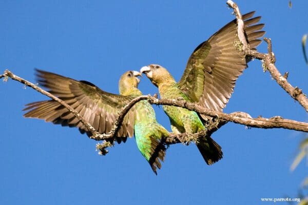 Wild Cape Parrots interact