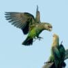 Wild Cape Parrots interact