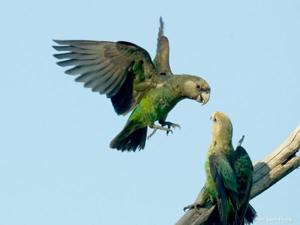 Wild Cape Parrots interact