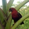 A wild Cardinal Lory perches on a bromeliad, Solomon Islands
