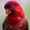 A closeup profile of a Cardinal Lory