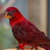 A companion Cardinal Lory perches on a branch