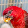 A companion Cardinal Lory feeds on a nut
