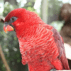 A companion Cardinal Lory perches on a branch