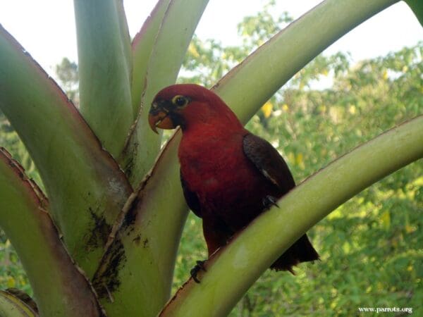 A wild Cardinal Lory perches on a bromeliad, Solomon Islands