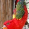 A Chattering Lory clings to wire in an enclosure
