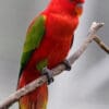 A Chattering Lory perches on a limb at Jurong Bird Park