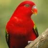 A Chattering Lory perches on a branch