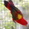 A Chattering Lory clings to wire in an enclosure