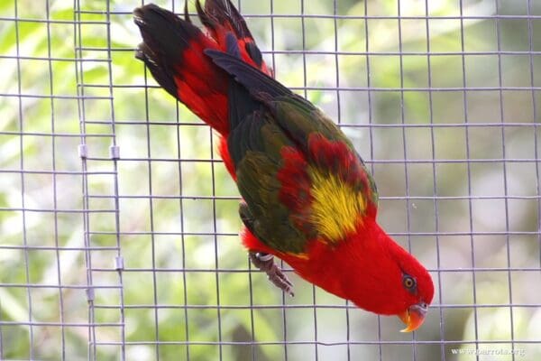 A Chattering Lory clings to wire in an enclosure