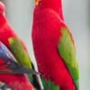 A Chattering Lory perches on a branch with other lories