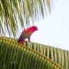 A wild Chattering Lory perches on a palm frond