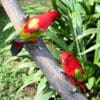 Chattering Lories perch on a branch at Kuala Lumpur Bird Park