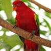 A wild Chattering Lory perches on a limb
