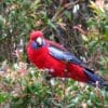 A wild Crimson Rosella perches in a bush