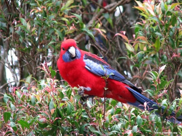 A wild Crimson Rosella perches in a bush