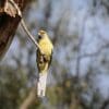 A wild yellow Crimson Rosella forages on the ground