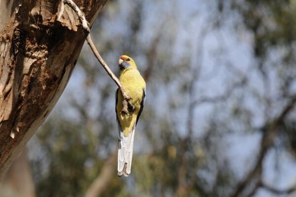 A wild yellow Crimson Rosella forages on the ground