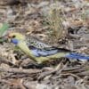 A wild yellow Crimson Rosella forages on the ground