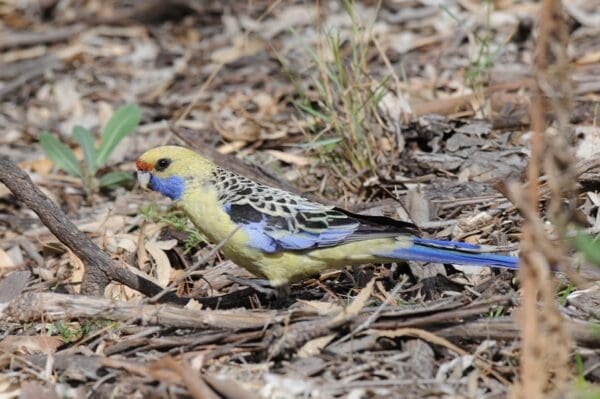 A wild yellow Crimson Rosella forages on the ground