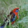 A wild Crimson Rosella perches on a branch