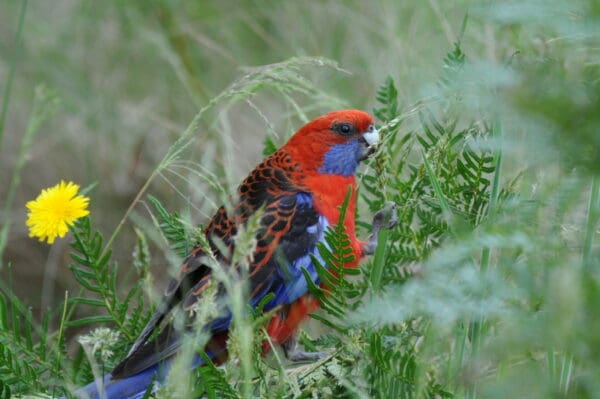 A wild Crimson Rosella perches on a branch
