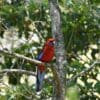 A wild Crimson Rosella perches on a branch