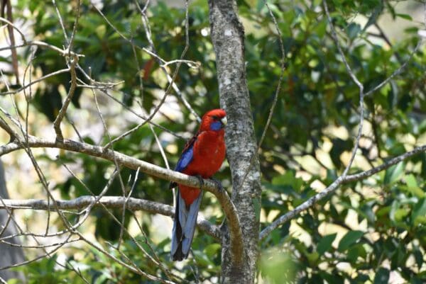 A wild Crimson Rosella perches on a branch