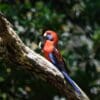 A wild Crimson Rosella perches on a branch