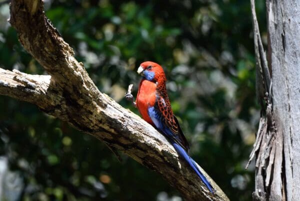 A wild Crimson Rosella perches on a branch