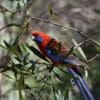 A wild Crimson Rosella perches on a branch