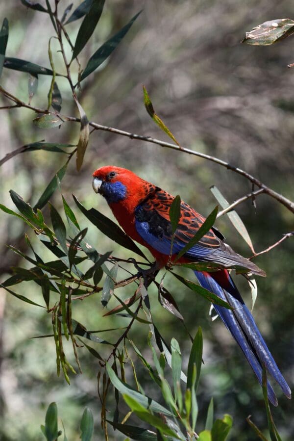 A wild Crimson Rosella perches on a branch
