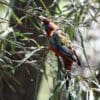 A wild juvenile Crimson Rosella perches on a branch