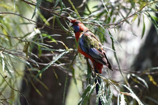 A wild juvenile Crimson Rosella perches on a branch