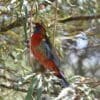 A wild juvenile Crimson Rosella perches on a branch