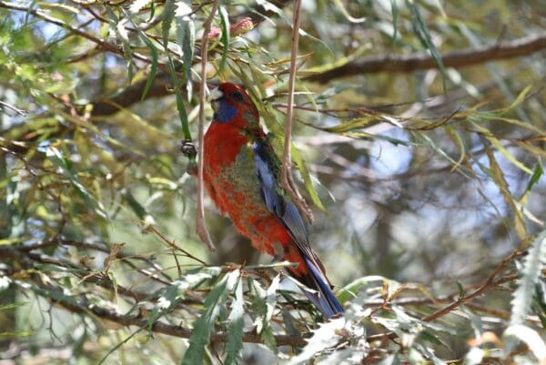 A wild juvenile Crimson Rosella perches on a branch