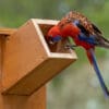 A wild Crimson Rosella peers into a nest box