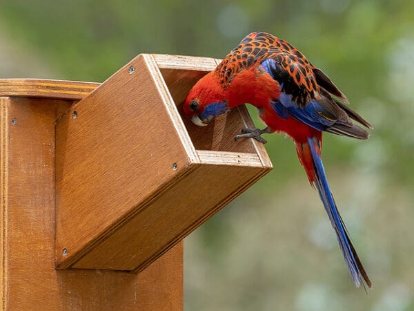 A wild Crimson Rosella peers into a nest box