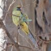 A wild yellow Crimson Rosella perches on a branch