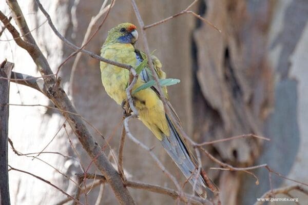 A wild yellow Crimson Rosella perches on a branch
