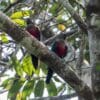 Wild Crimson-bellied Conures perch in a tree