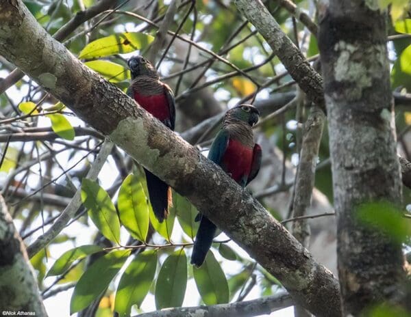 Wild Crimson-bellied Conures perch in a tree