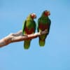 Wild Cuban Amazons perch on a branch