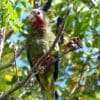 A wild Cuban Amazon feeds in a tree