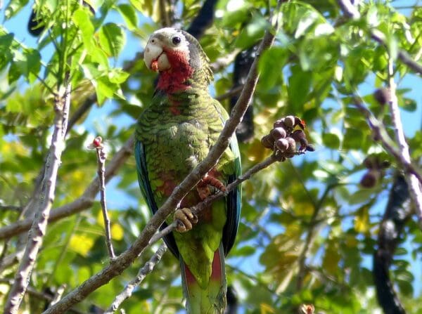 A wild Cuban Amazon feeds in a tree