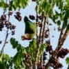 A wild Cuban Amazon feeds in a tree
