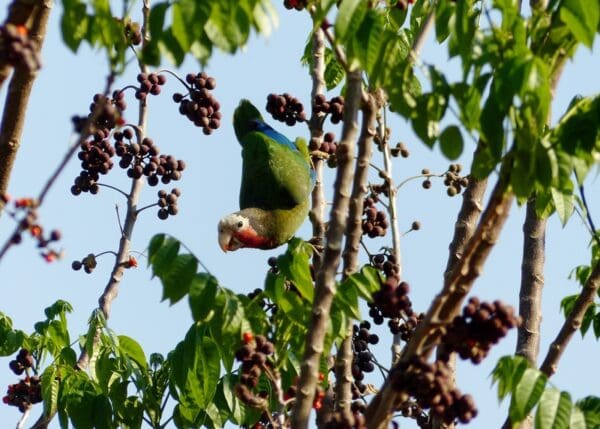 A wild Cuban Amazon feeds in a tree