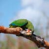 A wild Cuban Amazon perches on a branch