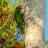 A wild Cuban Amazon clings to a tree trunk