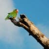 A wild Cuban Amazon perches on a tree trunk